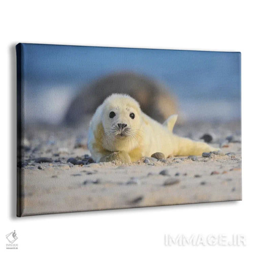 تابلو بچهخوک دریایی خاکستری اثر المر وایس - نمای پرسپکتیو محصول