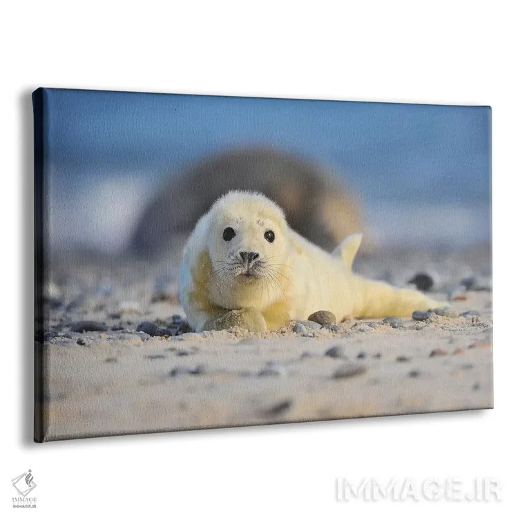 تابلو بچهخوک دریایی خاکستری اثر المر وایس - نمای پرسپکتیو محصول