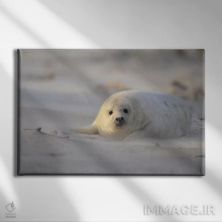 تابلو بچهخوک دریایی خاکستری در طوفان شن اثر المر وایس - نمای روبهرو روی دیوار