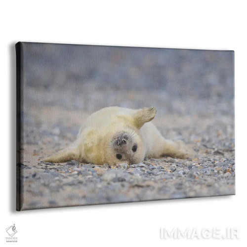 تابلو بچهخوک دریایی خاکستری به حالت طاقباز اثر المر وایس - نمای پرسپکتیو محصول