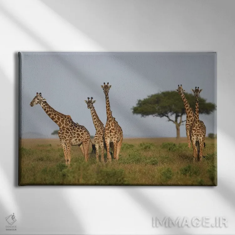 تابلو گروه زرافهها اثر المر وایس - نمای روبهرو روی دیوار