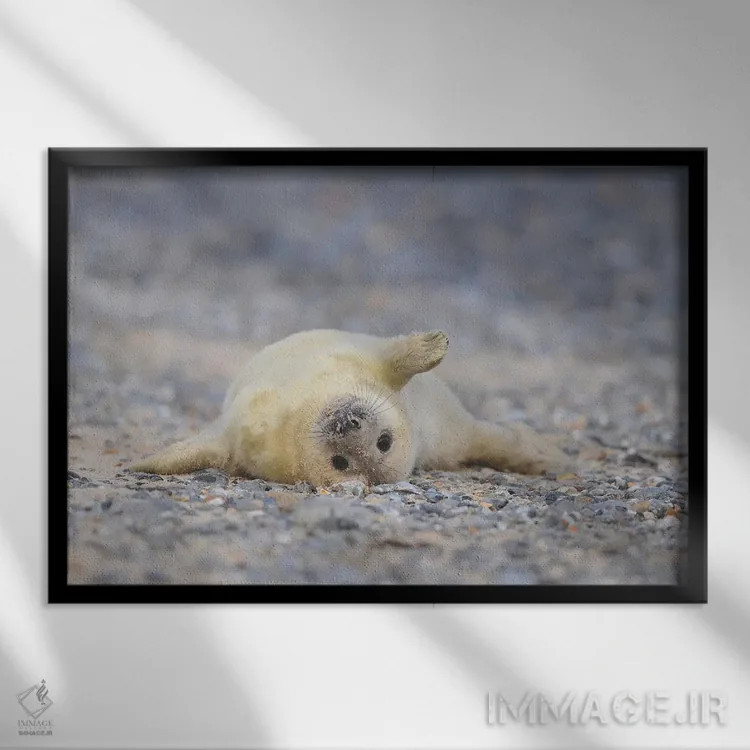 تابلو بچهخوک دریایی خاکستری به حالت طاقباز اثر المر وایس - نمای قابدار مشکی