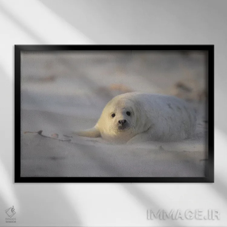 تابلو بچهخوک دریایی خاکستری در طوفان شن اثر المر وایس - نمای قابدار مشکی