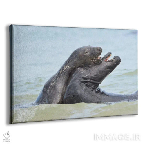 تابلو خوکهای دریایی خاکستری عاشق اثر المر وایس - نمای پرسپکتیو محصول