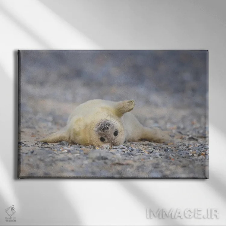 تابلو بچهخوک دریایی خاکستری به حالت طاقباز اثر المر وایس - نمای روبهرو روی دیوار