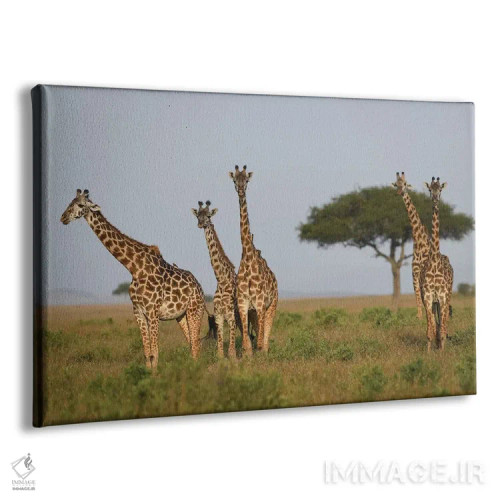 تابلو گروه زرافهها اثر المر وایس - نمای پرسپکتیو محصول