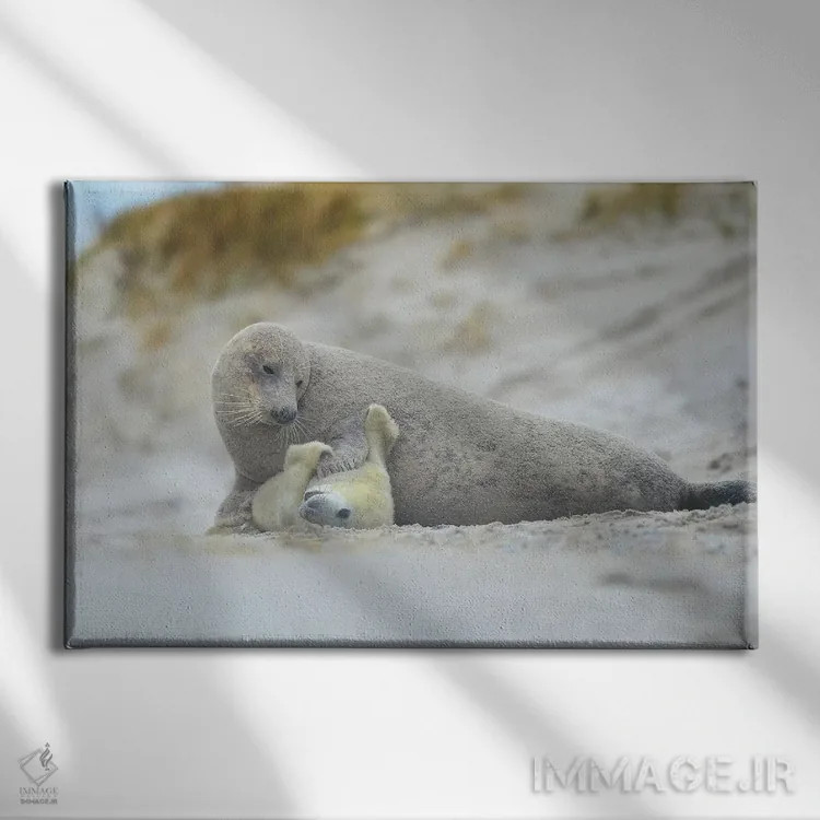 تابلو خوکهای دریایی خاکستری اثر المر وایس - نمای روبهرو روی دیوار