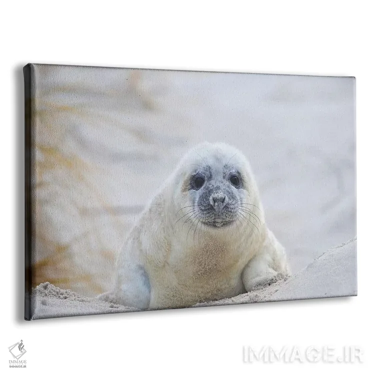 تابلو بچه خوک دریایی خاکستری اثر المر وایس - نمای پرسپکتیو محصول