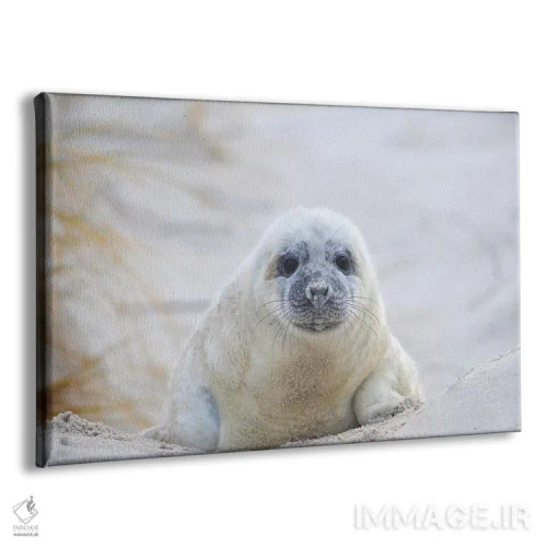 تابلو بچه خوک دریایی خاکستری اثر المر وایس - نمای پرسپکتیو محصول