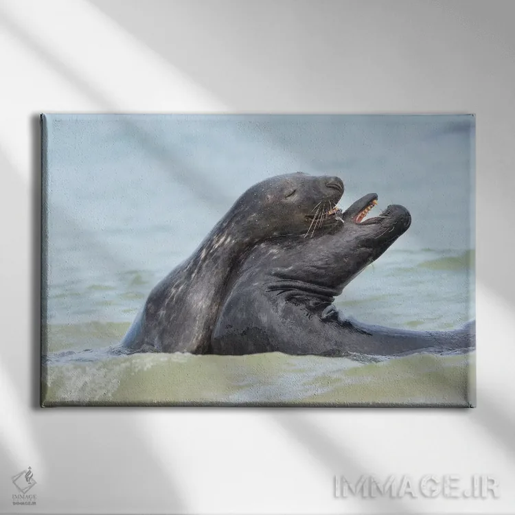 تابلو خوکهای دریایی خاکستری عاشق اثر المر وایس - نمای روبهرو روی دیوار