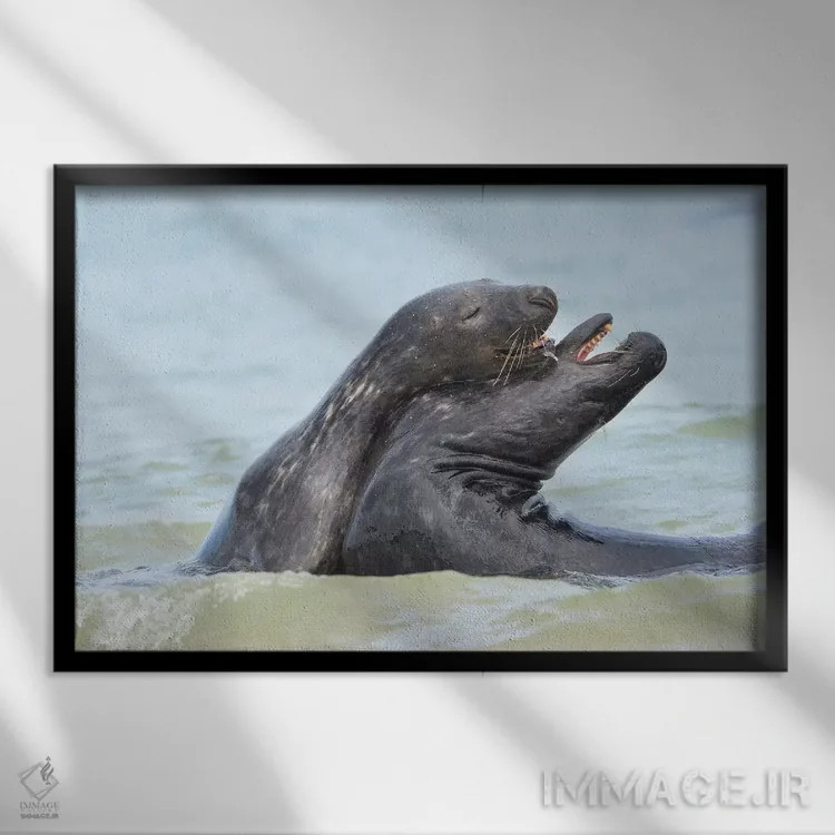تابلو خوکهای دریایی خاکستری عاشق اثر المر وایس - نمای قابدار مشکی