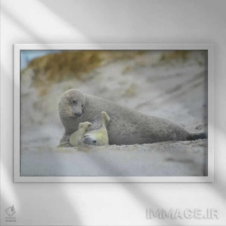 تابلو خوکهای دریایی خاکستری اثر المر وایس - نمای قابدار سفید