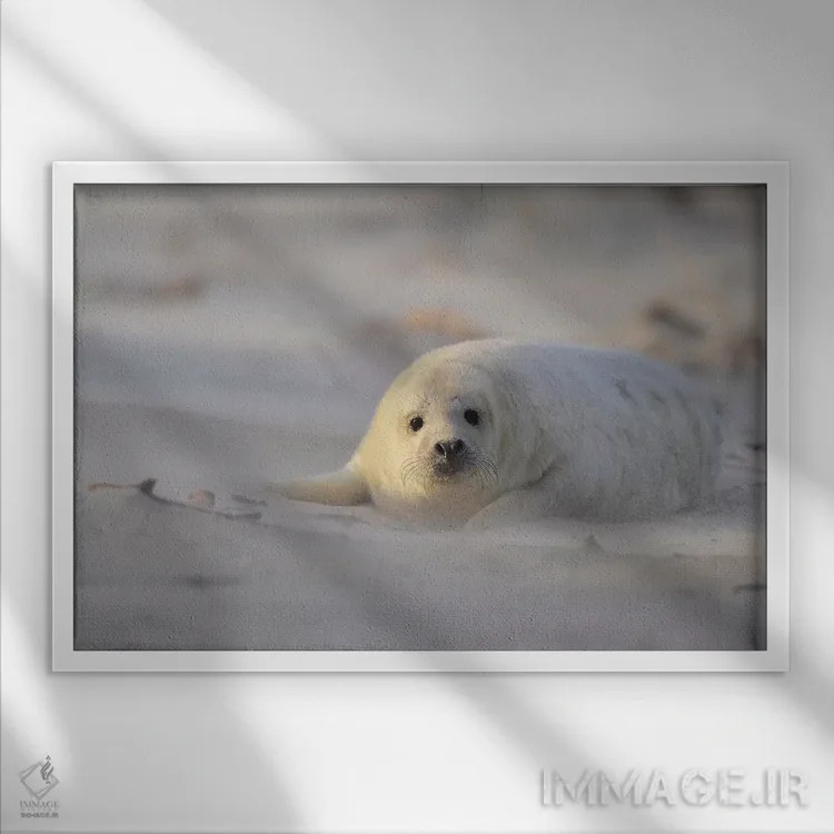 تابلو بچهخوک دریایی خاکستری در طوفان شن اثر المر وایس - نمای قابدار سفید