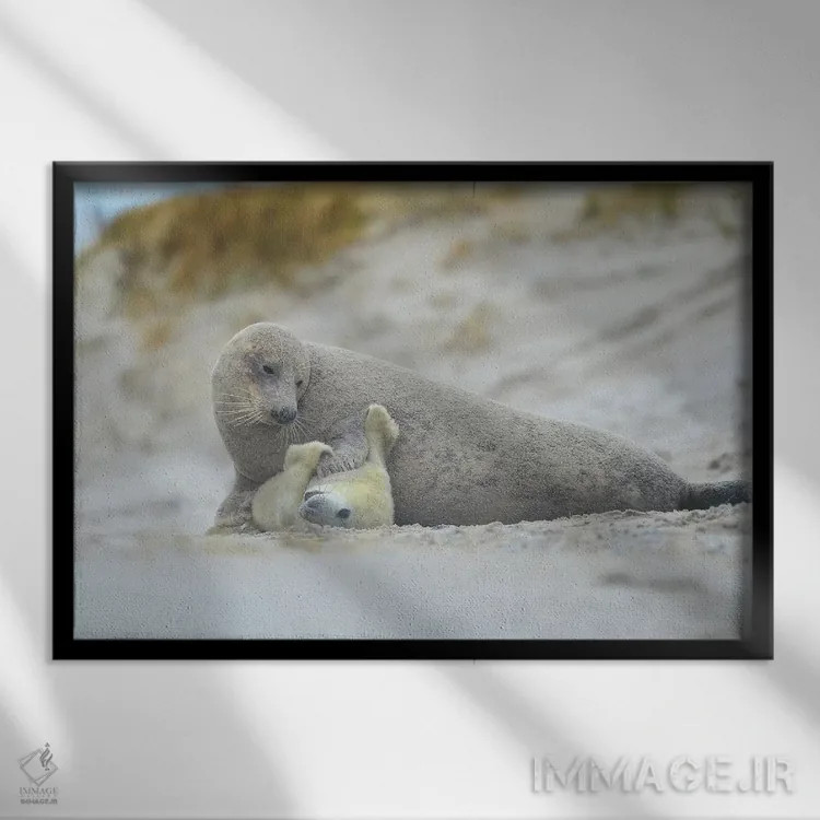 تابلو خوکهای دریایی خاکستری اثر المر وایس - نمای قابدار مشکی