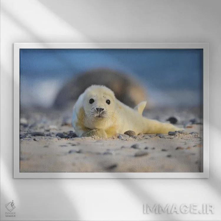 تابلو بچهخوک دریایی خاکستری اثر المر وایس - نمای قابدار سفید