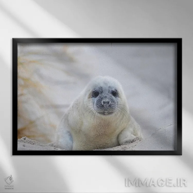 تابلو بچه خوک دریایی خاکستری اثر المر وایس - نمای قابدار مشکی
