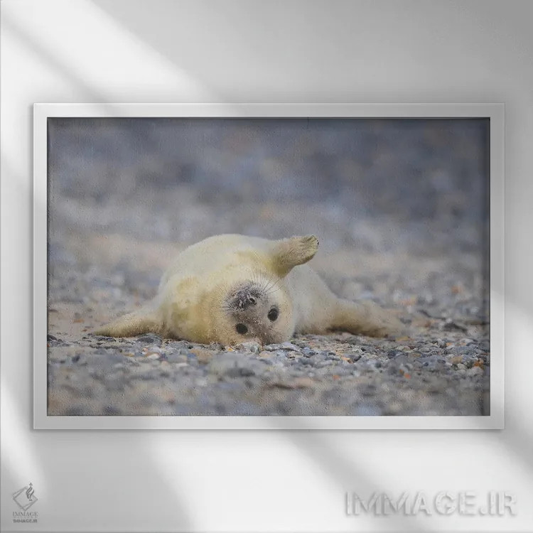 تابلو بچهخوک دریایی خاکستری به حالت طاقباز اثر المر وایس - نمای قابدار سفید