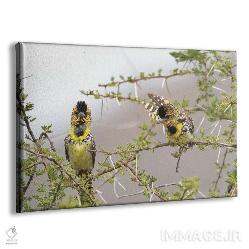 تابلو بربتهای دارنو (گونه پرنده) اثر المر وایس - نمای پرسپکتیو محصول