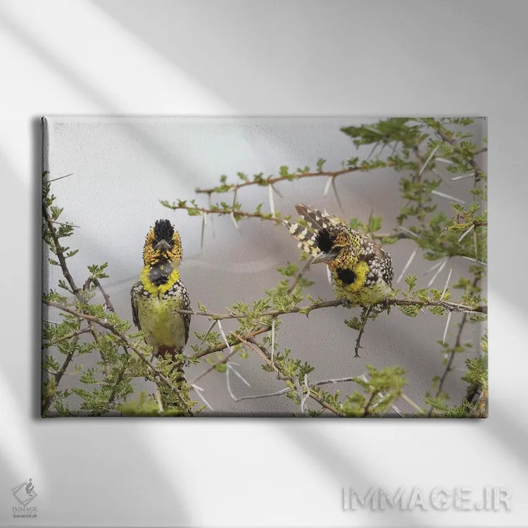 تابلو بربتهای دارنو (گونه پرنده) اثر المر وایس - نمای روبهرو روی دیوار