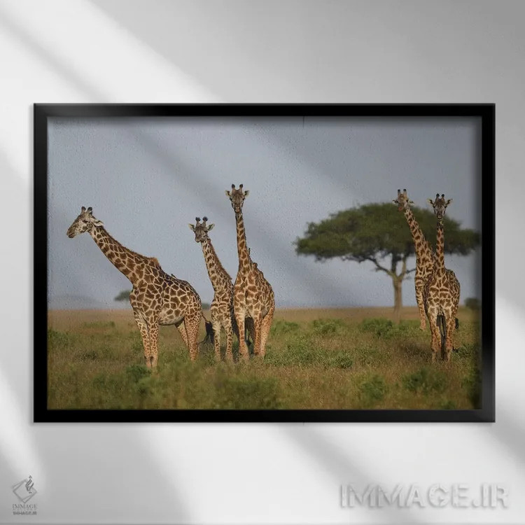 تابلو گروه زرافهها اثر المر وایس - نمای قابدار مشکی