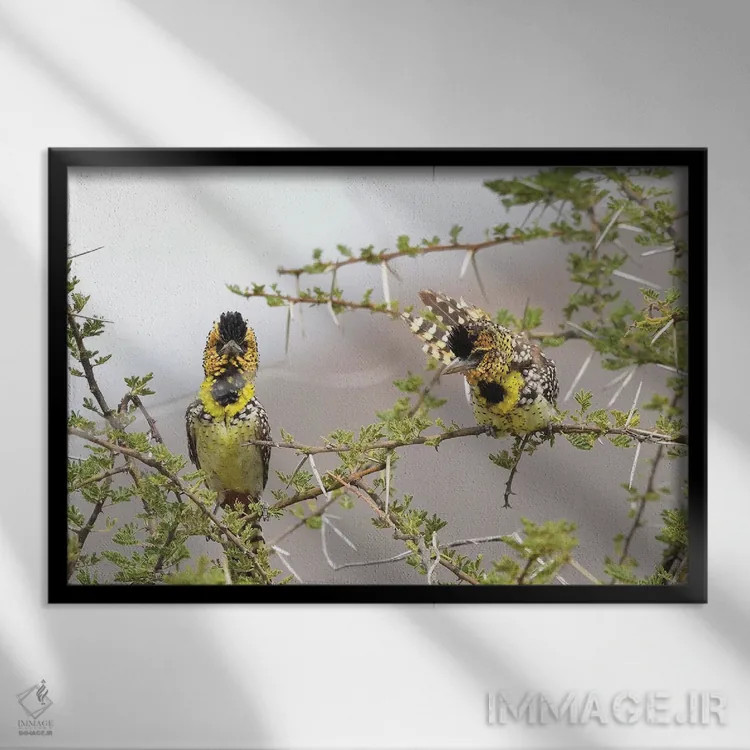 تابلو بربتهای دارنو (گونه پرنده) اثر المر وایس - نمای قابدار مشکی