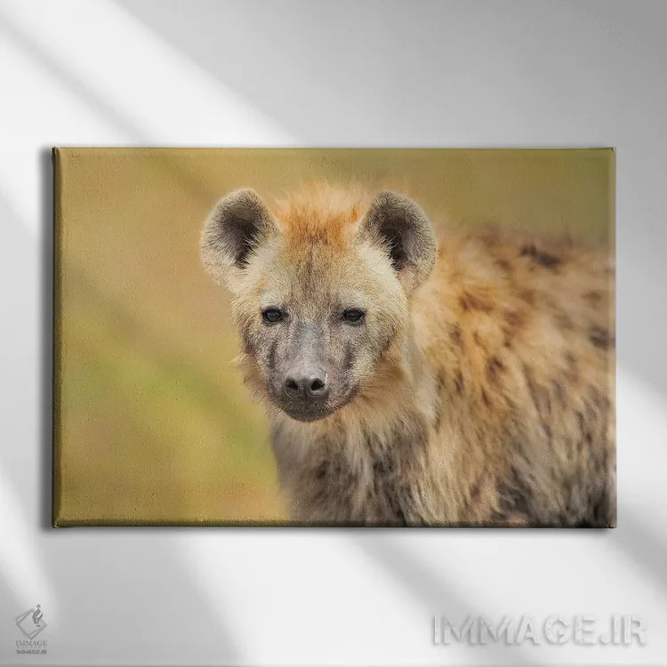 تابلو پرتره کفتار اثر المر وایس - نمای روبهرو روی دیوار