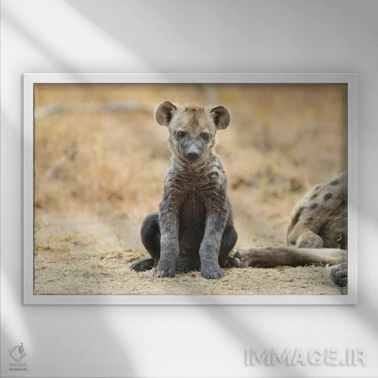 تابلو توله کفتار اثر المر وایس - نمای قابدار سفید