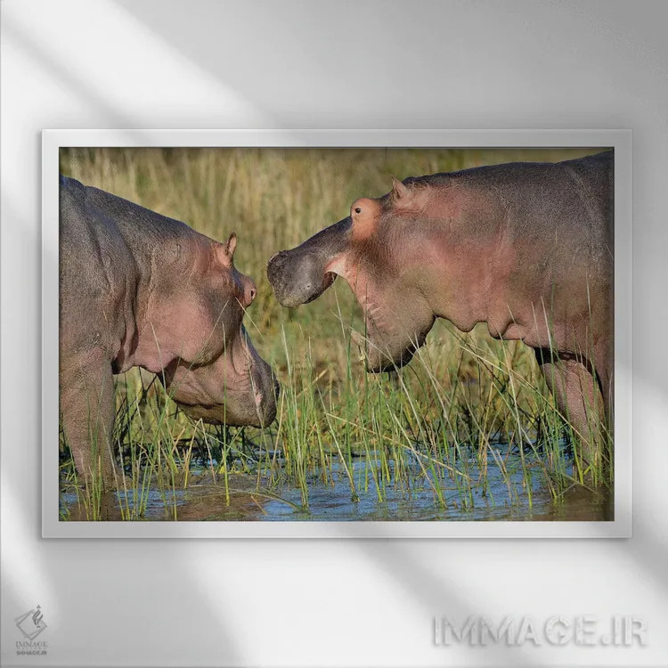 تابلو حفاظت اسب آبی اثر المر وایس - نمای قابدار سفید