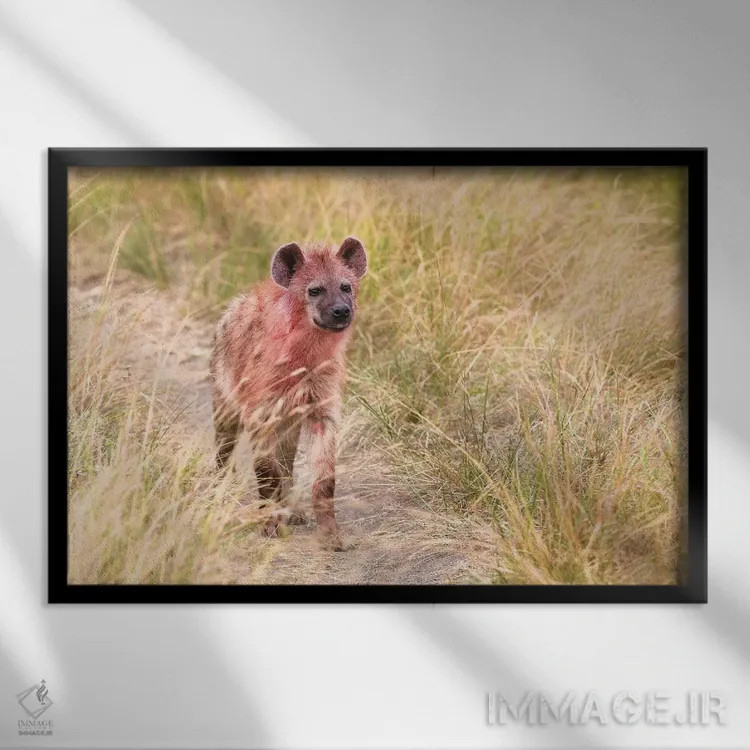 تابلو کفتار پس از خوردن شکار اثر المر وایس - نمای قابدار مشکی