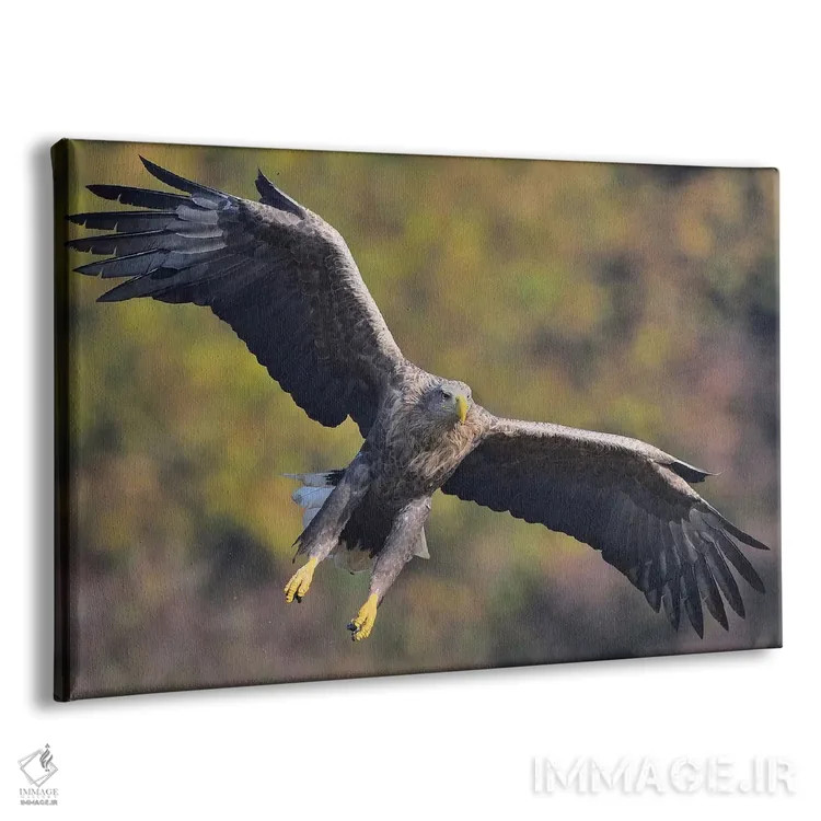 تابلو ورود عقاب دمسفید اثر المر وایس - نمای پرسپکتیو محصول