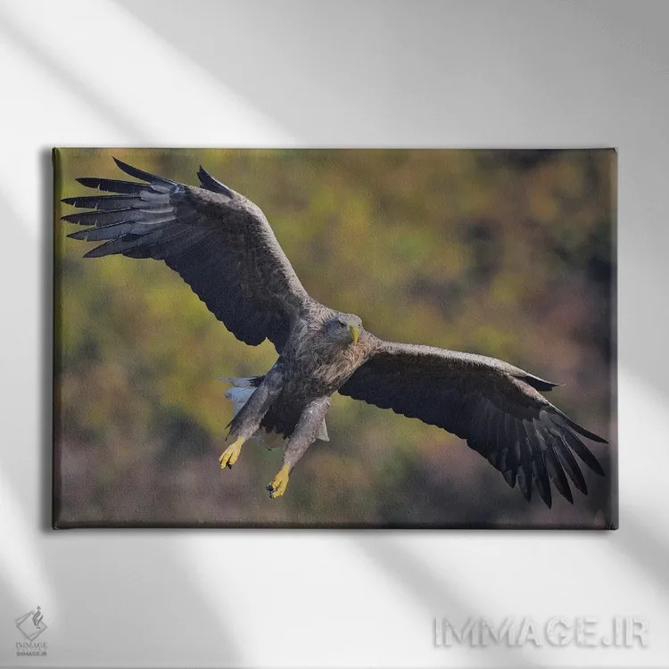 تابلو ورود عقاب دمسفید اثر المر وایس - نمای روبهرو روی دیوار