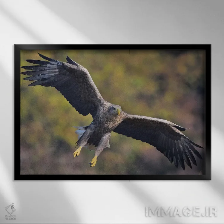 تابلو ورود عقاب دمسفید اثر المر وایس - نمای قابدار مشکی