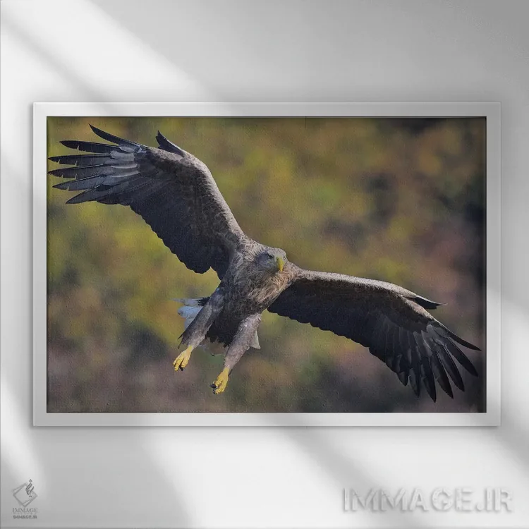 تابلو ورود عقاب دمسفید اثر المر وایس - نمای قابدار سفید