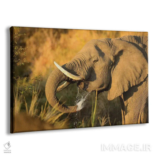 تابلو فیل در حال نوشیدن آب اثر المر وایس - نمای پرسپکتیو محصول