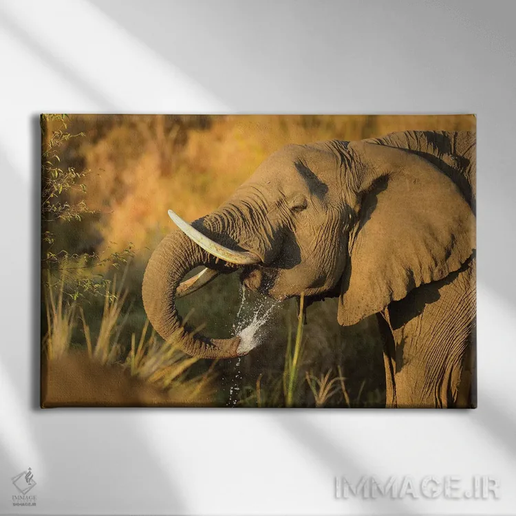 تابلو فیل در حال نوشیدن آب اثر المر وایس - نمای روبهرو روی دیوار
