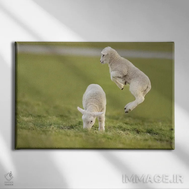 تابلو برهٔ جهنده ۴ اثر المر وایس - نمای روبهرو روی دیوار