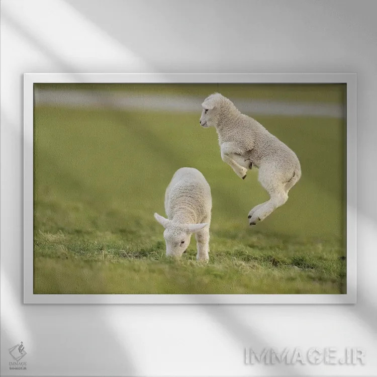 تابلو برهٔ جهنده ۴ اثر المر وایس - نمای قابدار سفید