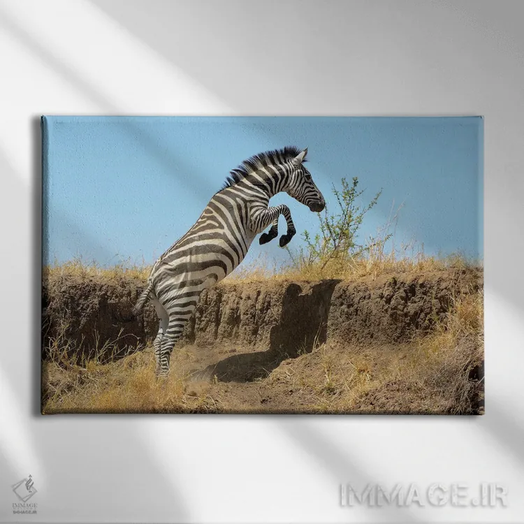 تابلو گورخر جهنده اثر المر وایس - نمای روبهرو روی دیوار