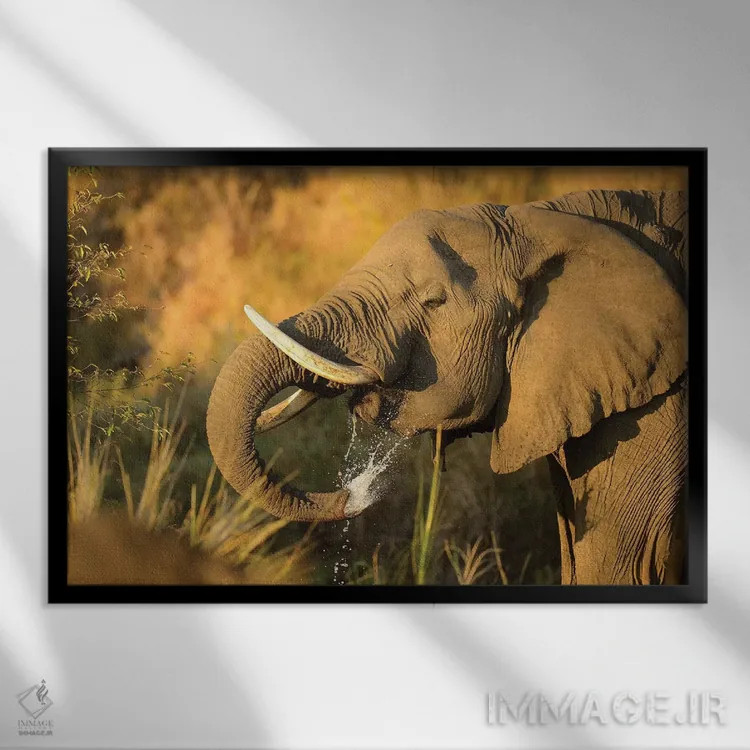تابلو فیل در حال نوشیدن آب اثر المر وایس - نمای قابدار مشکی