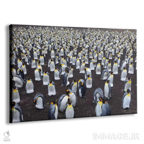 تابلو کلونی پنگوئن پادشاه اثر المر وایس - نمای پرسپکتیو محصول