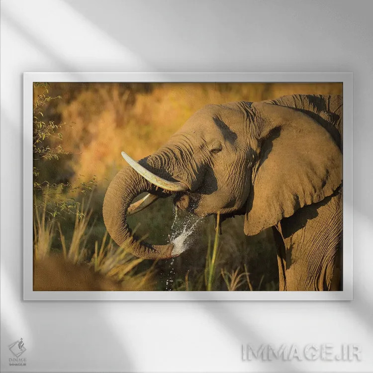 تابلو فیل در حال نوشیدن آب اثر المر وایس - نمای قابدار سفید