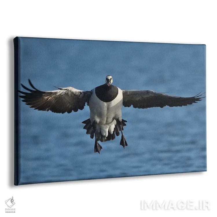 تابلو فرود رو به رو غاز بارناکل در پرواز اثر المر وایس - نمای پرسپکتیو محصول