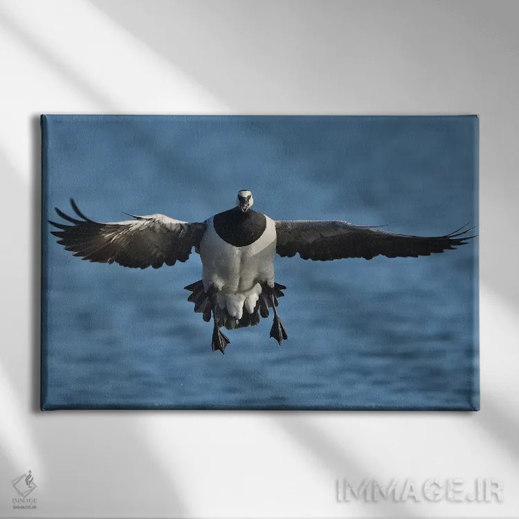 تابلو فرود رو به رو غاز بارناکل در پرواز اثر المر وایس - نمای روبهرو روی دیوار