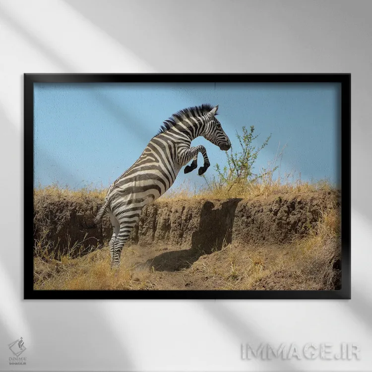 تابلو گورخر جهنده اثر المر وایس - نمای قابدار مشکی