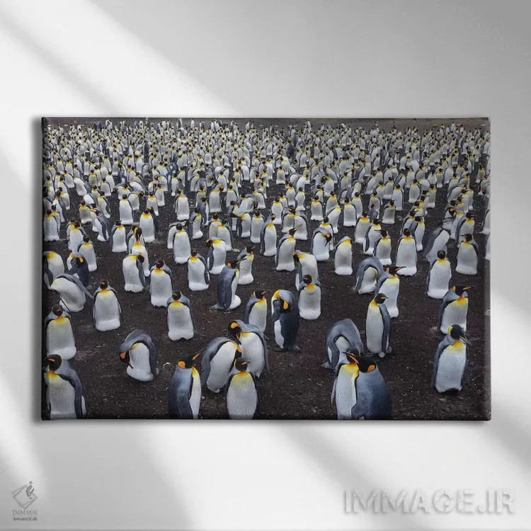 تابلو کلونی پنگوئن پادشاه اثر المر وایس - نمای روبهرو روی دیوار