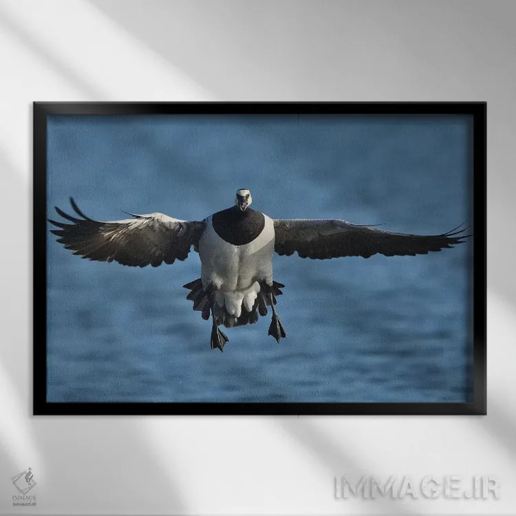 تابلو فرود رو به رو غاز بارناکل در پرواز اثر المر وایس - نمای قابدار مشکی