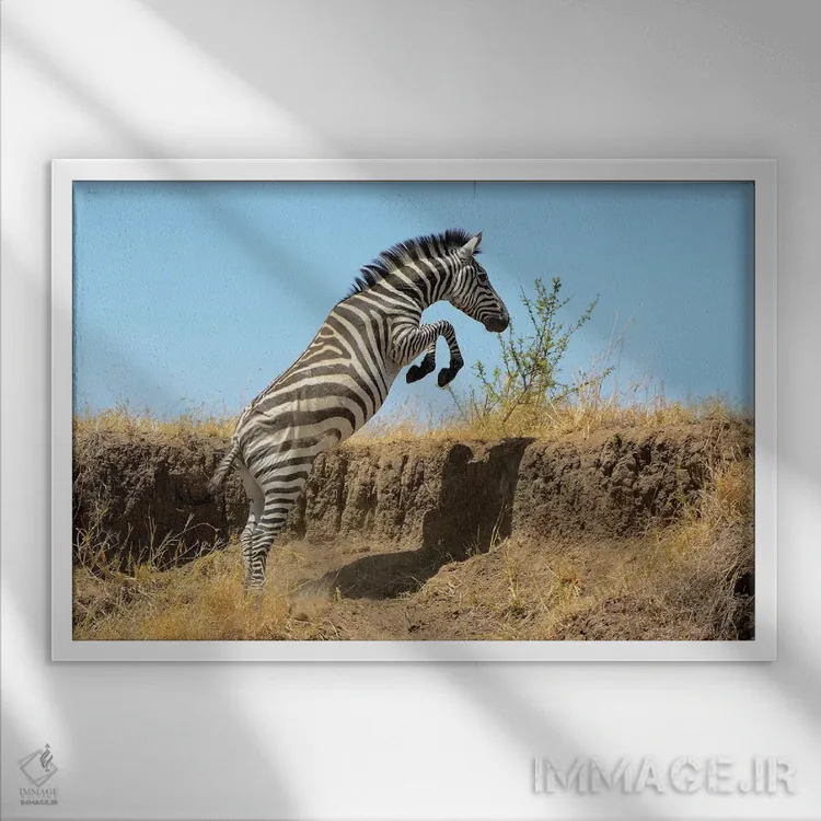 تابلو گورخر جهنده اثر المر وایس - نمای قابدار سفید