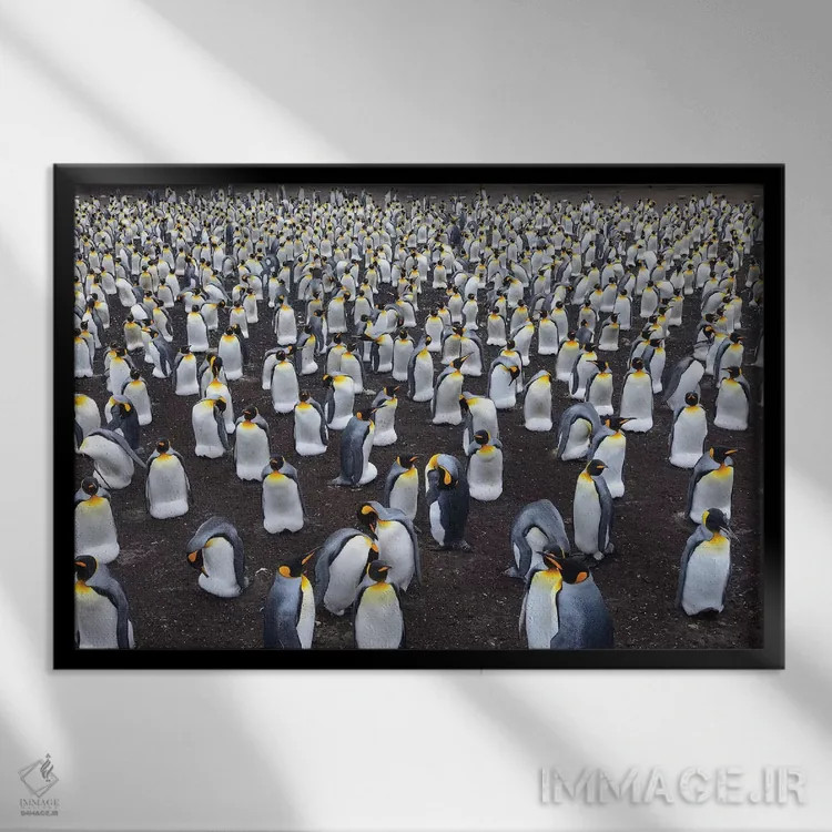 تابلو کلونی پنگوئن پادشاه اثر المر وایس - نمای قابدار مشکی