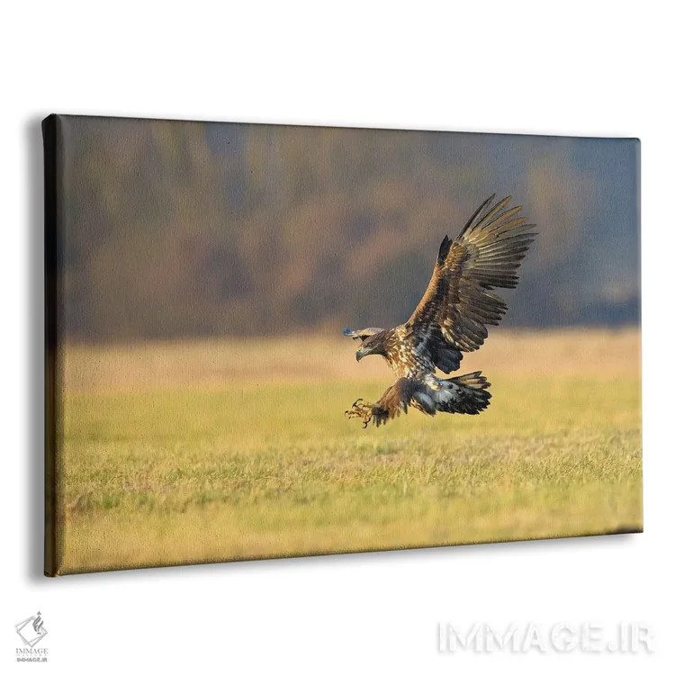 تابلو فرود عقاب دریایی اثر المر وایس - نمای پرسپکتیو محصول
