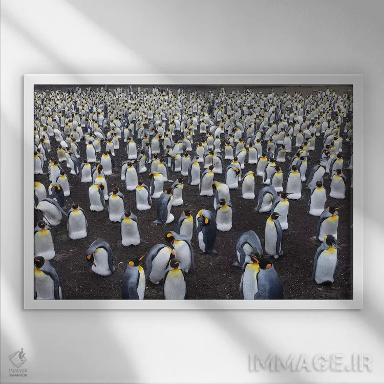 تابلو کلونی پنگوئن پادشاه اثر المر وایس - نمای قابدار سفید